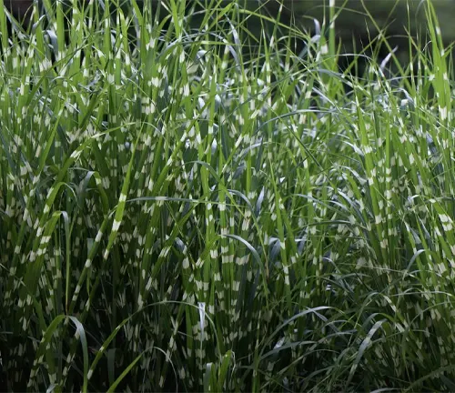 Miscanthus Sinensis Little Zebra green grass