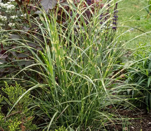 A clump of white striped foliage of Miscanthus sinensis 'Little Zebra' growing in a border with small shrubs and perennials