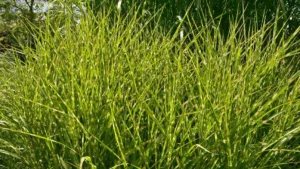 Zebra Grass Featured Image