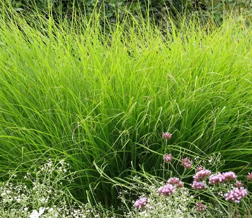 Miscanthus sinensis gracillimus ornamental deciduous grass in UK late summer garden border. Also called 'eulalia 'Gracillimus