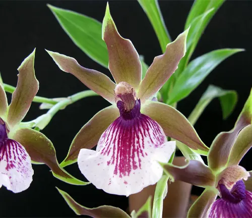 Orchid Zygopetalum close up