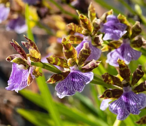 Orchid flowers, purple stripy patterned Zygopetalum Orchids blooming in an sunlit Australian Coastal Garden