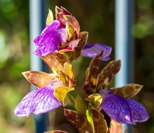 A stem of purple with dark red and yellow patterns Zygopetalum orchid flowers in the morning sunlight, Australian coastal garden