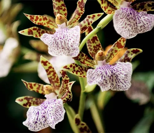 Close up of Zygopetalum Orchids