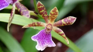 Zygopetalum Orchids Featured Image