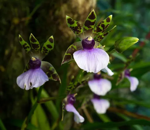 An image of Wild Zygopetalum maxillare orchids