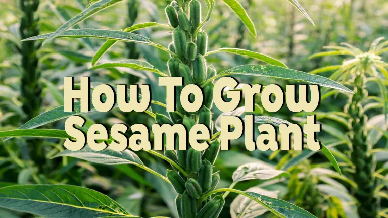 How to Grow a Sesame Plant: Essential Tips from Seed to Harvest