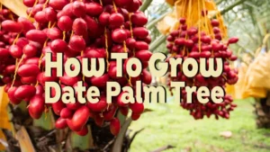 how to grow date palm tree
