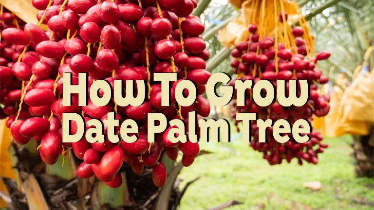 How to Grow Date Palm Tree: Essential Tips for Lush Growth
