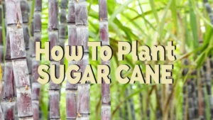 how to plant sugar cane