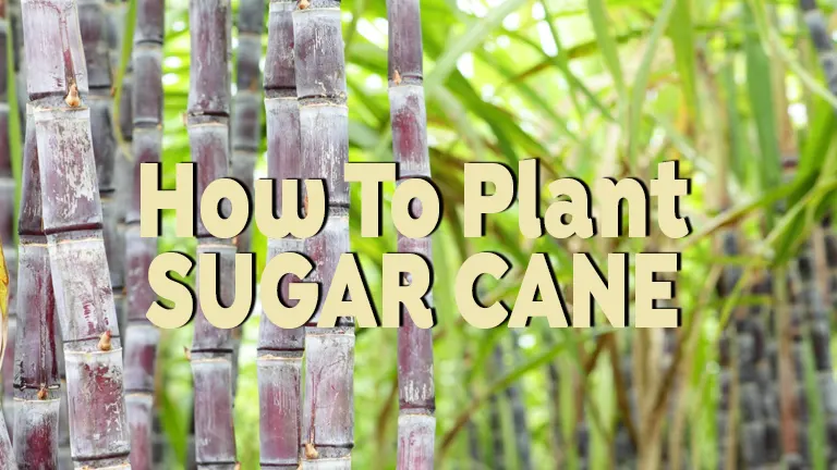 How to Plant Sugar Cane: Thriving Yields Made Simple