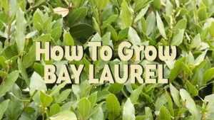 how to grow bay laurel