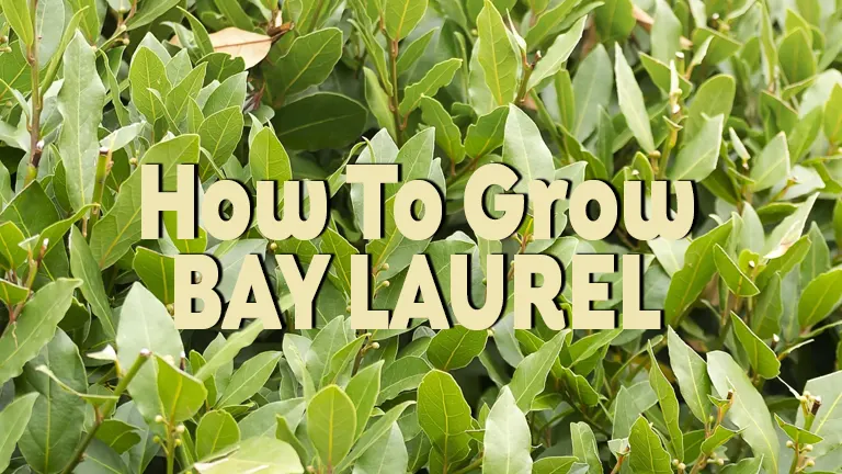 How to Grow Bay Laurel: A Step-by-Step Guide to Planting, Care, and Harvesting