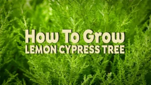 how to grow lemon cypress tree