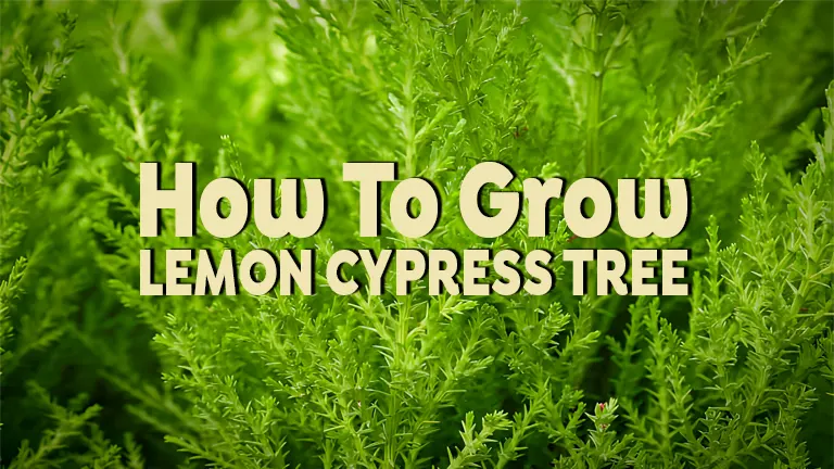 How to Grow Lemon Cypress Tree