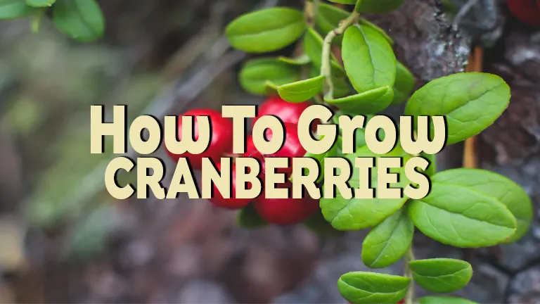 How to Grow Cranberries: Expert Techniques for Every Season