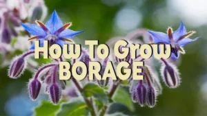 how to grow borage