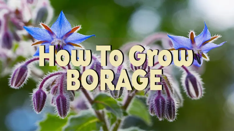 How to Grow Borage: A Comprehensive Guide to Planting, Care, and Uses