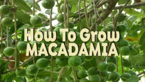 how to grow macadamia