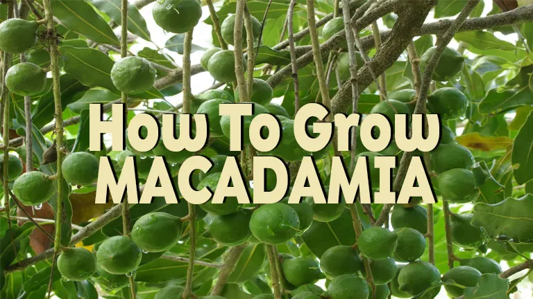 How to Grow Macadamia: From Seed to Harvest – A Complete Guide