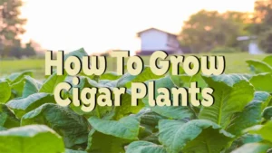 how to grow cigar plants