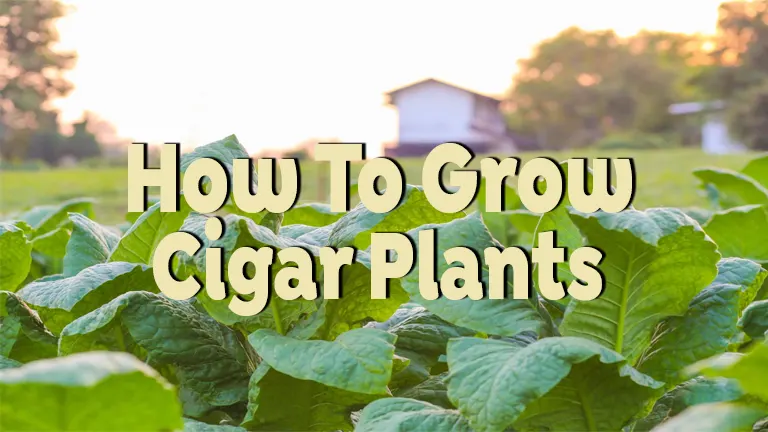 How to Grow Cigar Plants: A Beginner's Guide
