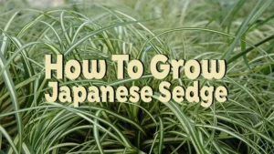 how to grow japanese sedge