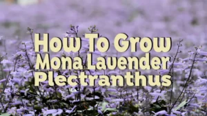how to grow mona lavender Plectranthus