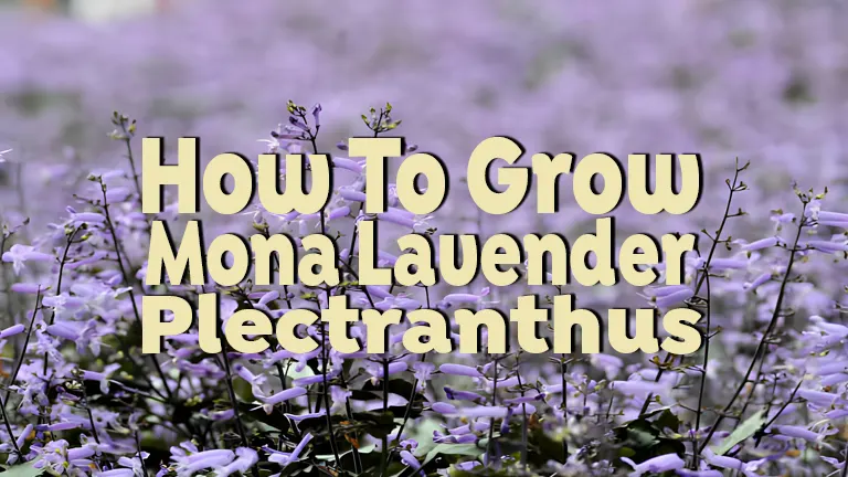 How to Grow Mona Lavender Plectranthus: Tips for Lush, Vibrant Plants