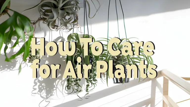 How to Care for Air Plants: Essential Tips for Healthy Tillandsias