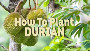 how to plant durian