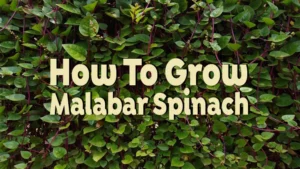 how to grow malabar spinach