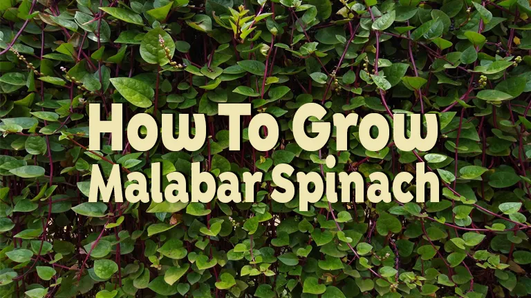 How to Grow Malabar Spinach: Tips for a Thriving Vine