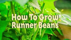 how to grow runner beans