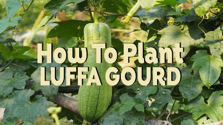 How to Plant Luffa Gourd: Grow Your Eco-Friendly Sponges