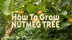 how to grow nutmeg tree