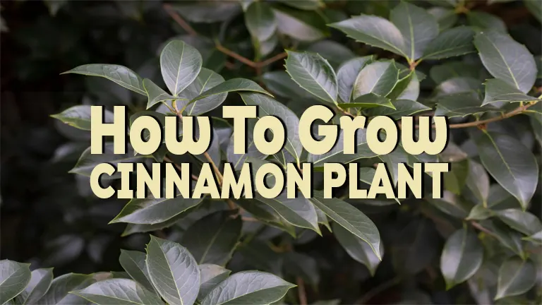 How to Grow Cinnamon Plant