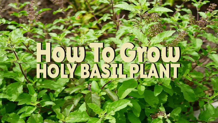 How to Grow Holy Basil Plant Forestry