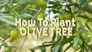 how to plant olive tree