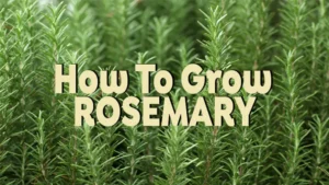 how to grow rosemary