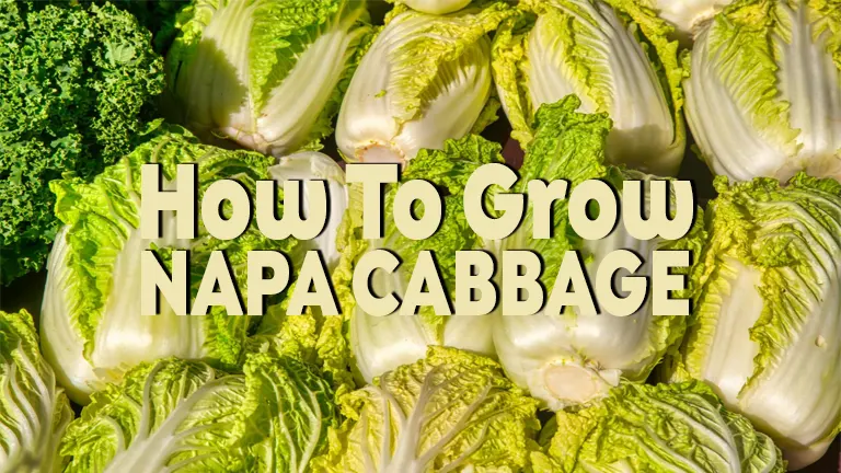 How to Grow Napa Cabbage