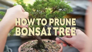 how to prune bonsai tree