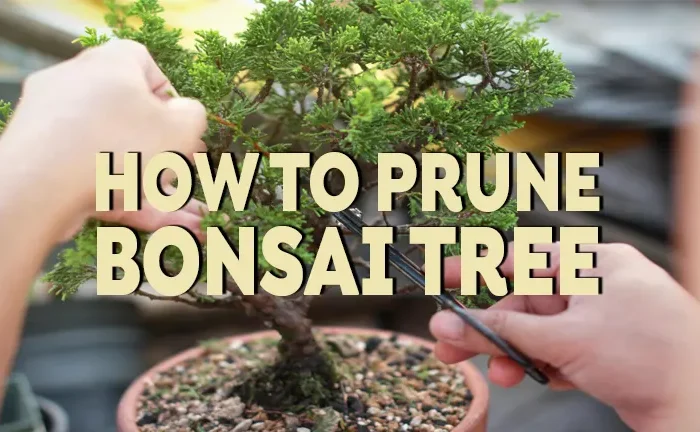 How to Prune Bonsai Trees: A Step-by-Step Guide to Perfect Shaping