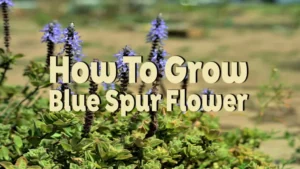 how to grow blue spur flower