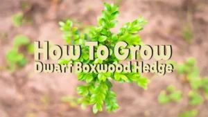 how to grow dwarf boxwood hedge