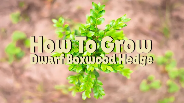 How to Plant Dwarf Boxwood Hedge: Tips for a Perfect Green Barrier