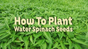 how to plant water spinach seeds
