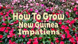 how to grow new guinea impatiens