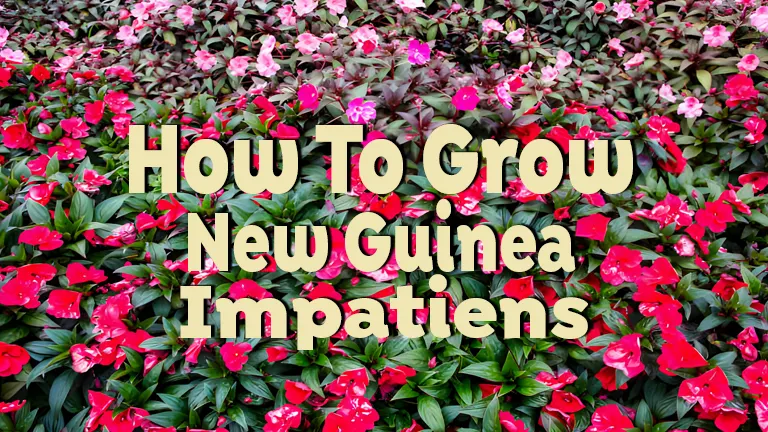 How to Grow New Guinea Impatiens: Tips for Vibrant, Colorful Blooms
