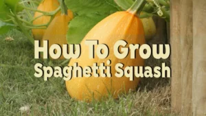 how to grow spaghetti squash